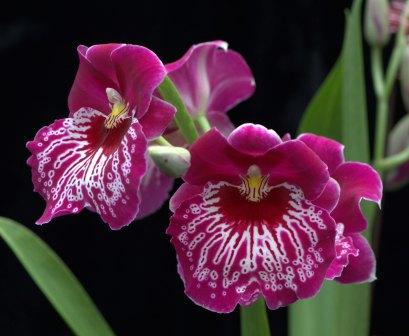 Pansy Orchid, Miltionopsis-Grower's Choice