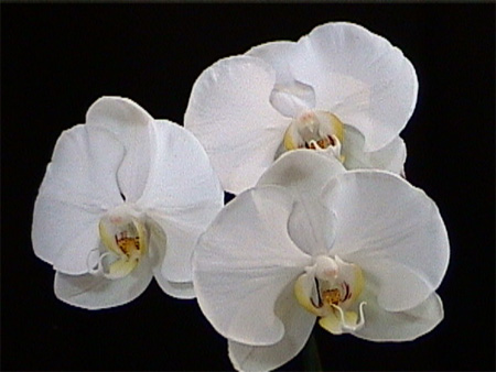 Phalaenopsis, Grower's Choice