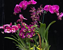 Ke Aloha (Beloved) 5 Orchid Gift Basket