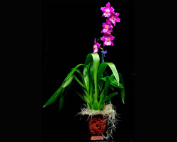 Grower's Choice Single (1) Orchid Gift Basket